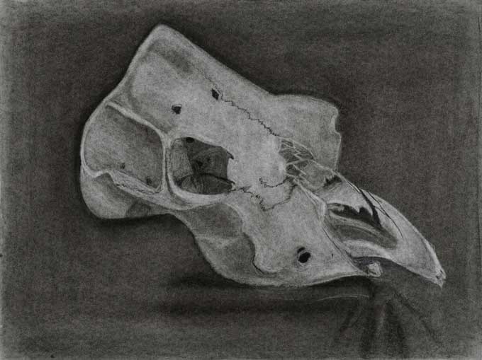 Cow skull still life